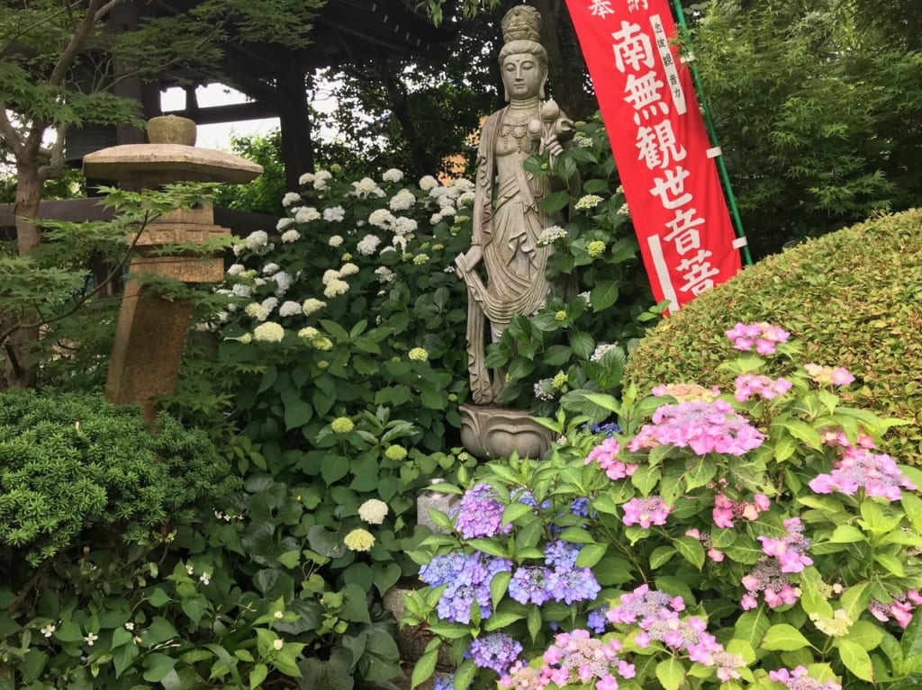 興禅院のあじさい1