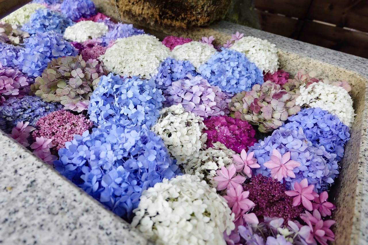 川口市 境内の手水が色とりどりの紫陽花で彩られています 鎮守氷川神社で花手水が始まりました 号外net 川口市